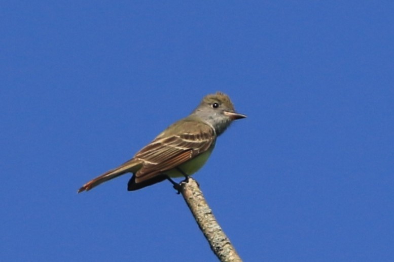 Great Crested Flycatcher - Jennifer Allison