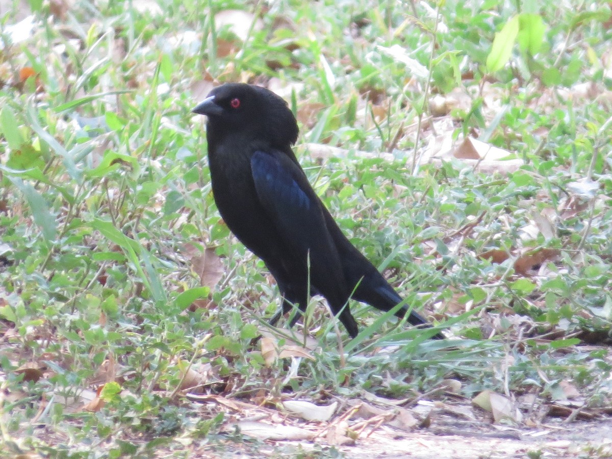 Bronzed Cowbird - ML619653131