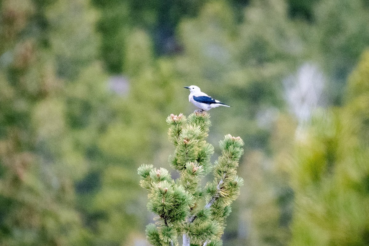 Clark's Nutcracker - ML619653139