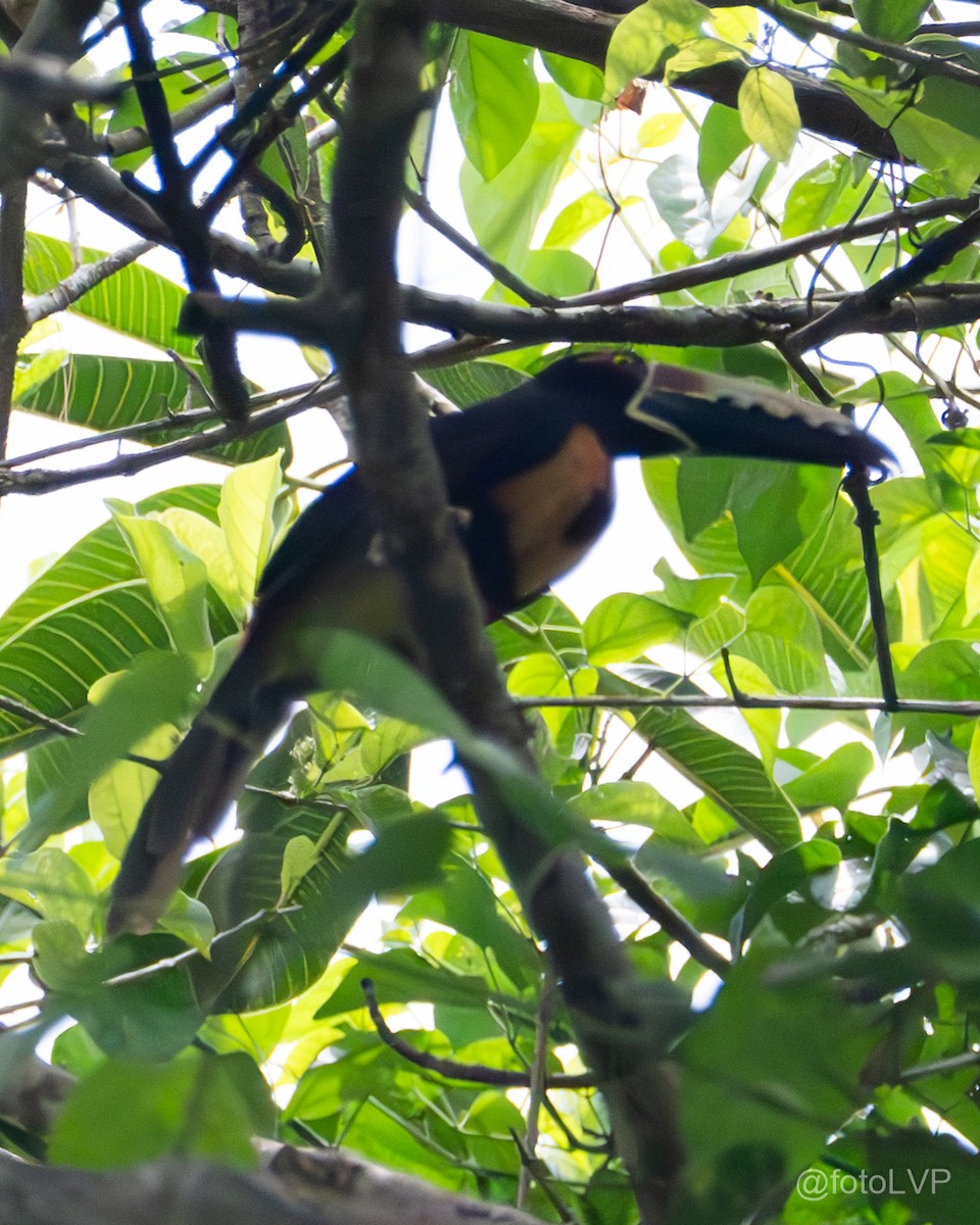 Collared Aracari - Leonardo Venegas P