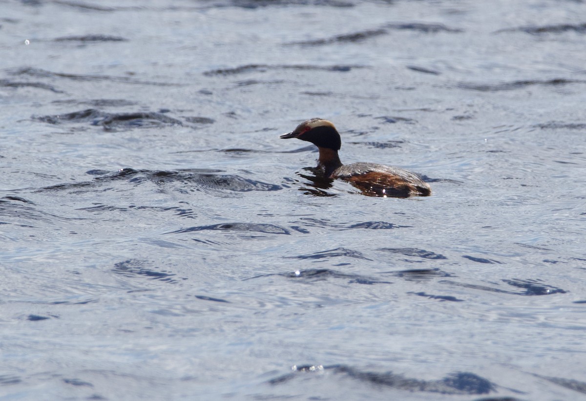 Horned Grebe - ML619653147