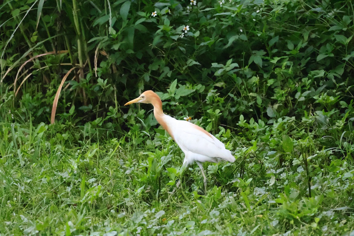 Eastern Cattle Egret - Ying ZHOU