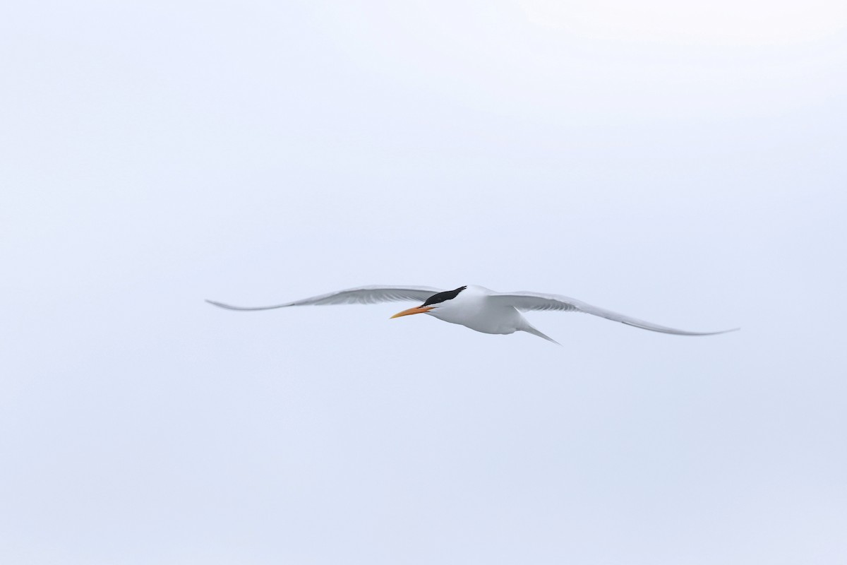 Elegant Tern - Caleb Villar