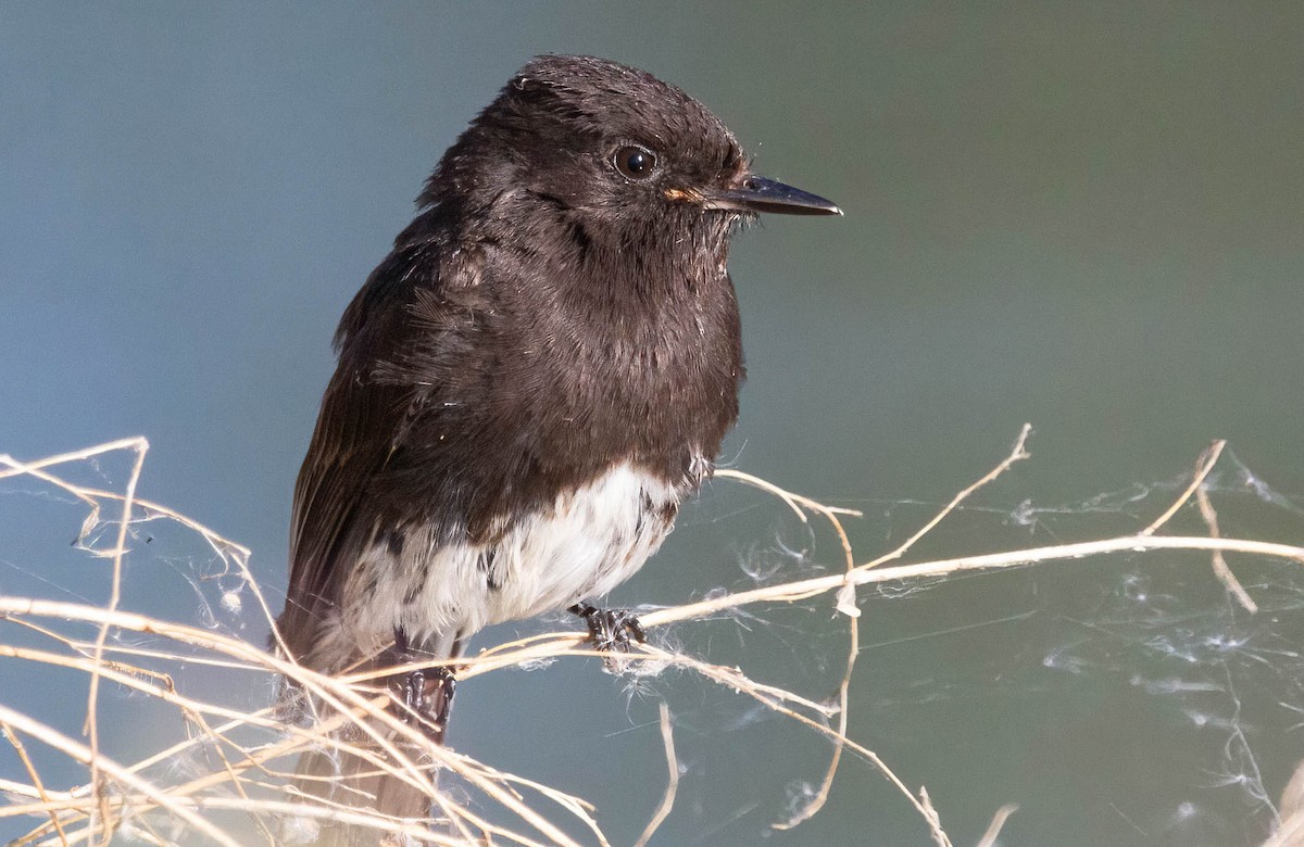 Black Phoebe - John Scharpen