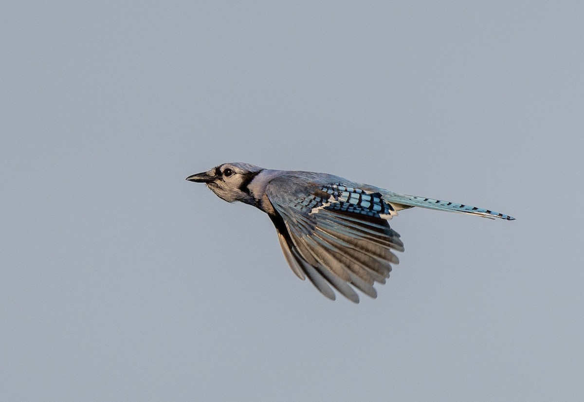 Blue Jay - Scott Murphy