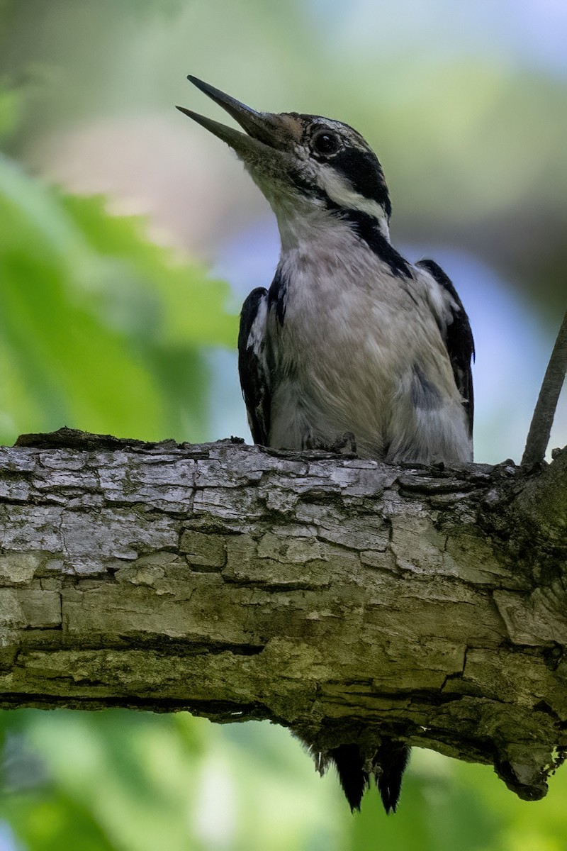 Hairy Woodpecker - ML619653165