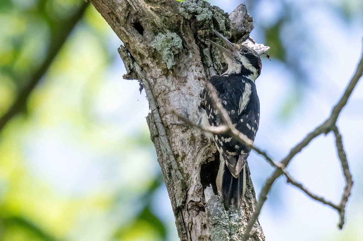Hairy Woodpecker - James Hoagland