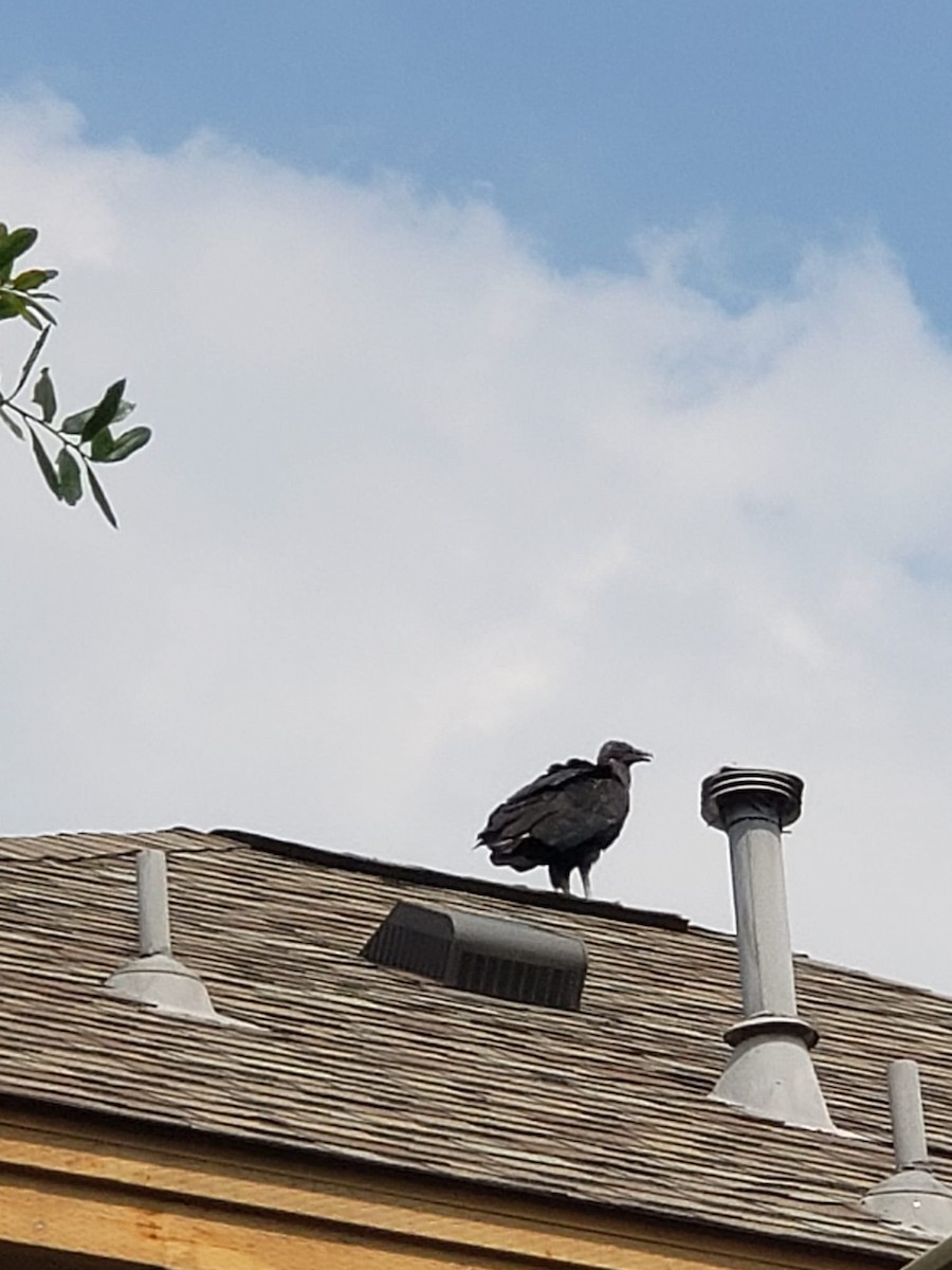 Black Vulture - Ashur Hasnat