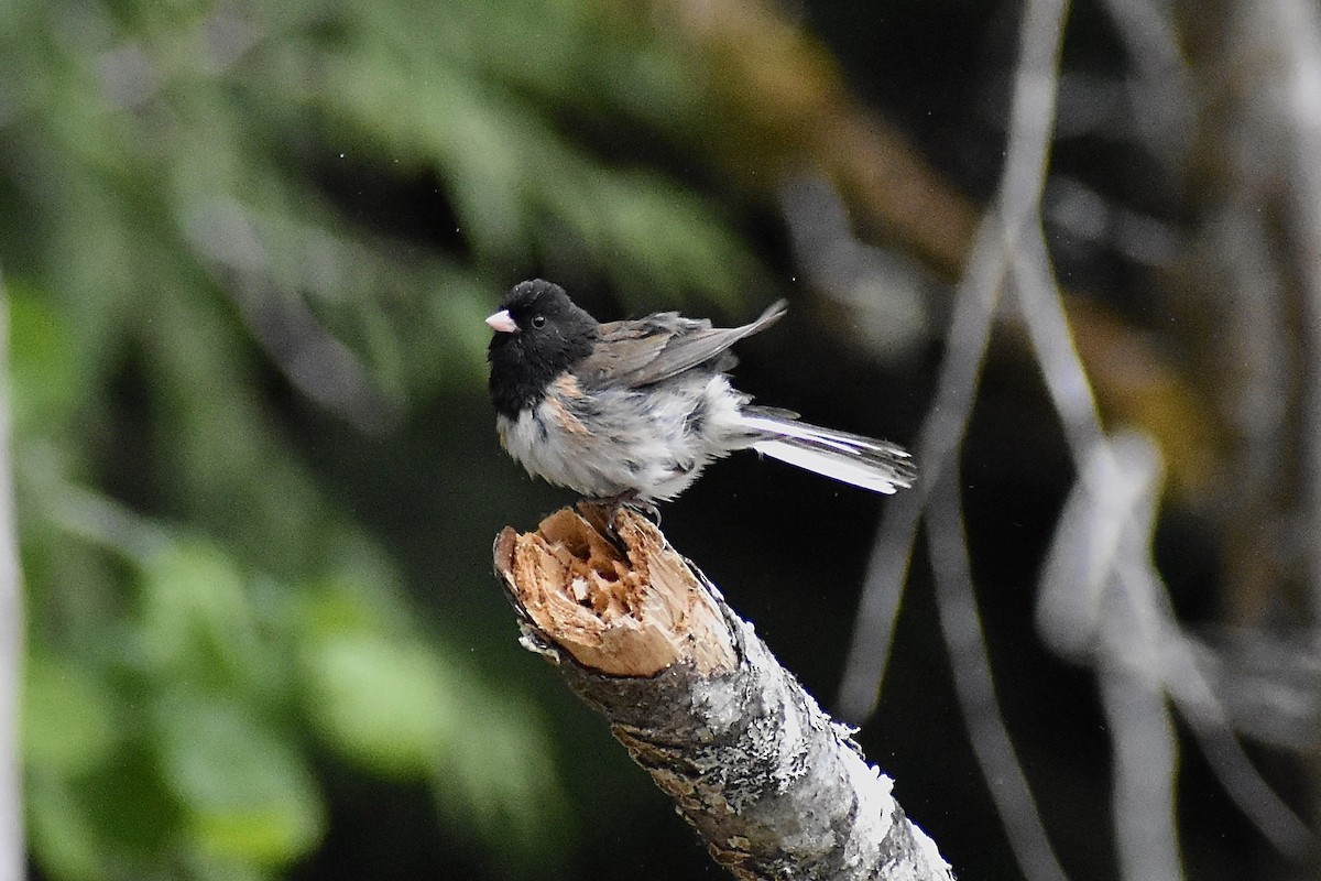 Dark-eyed Junco - ML619653174