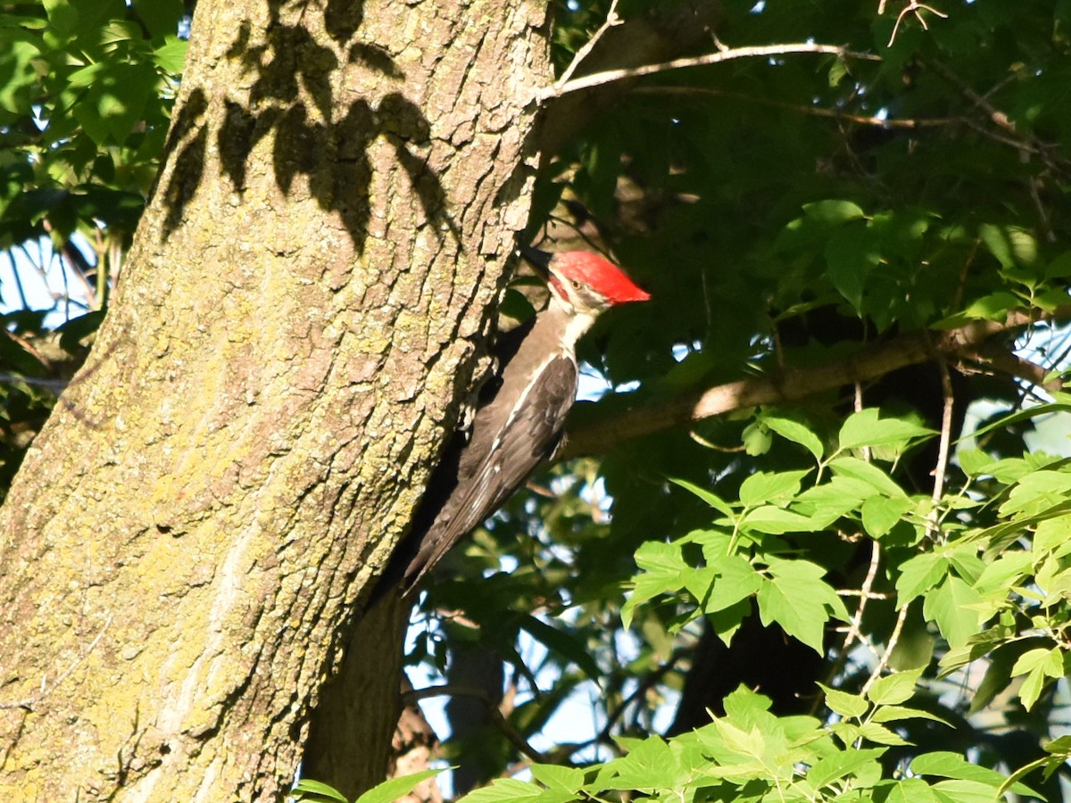 Pileated Woodpecker - Marty Hoag