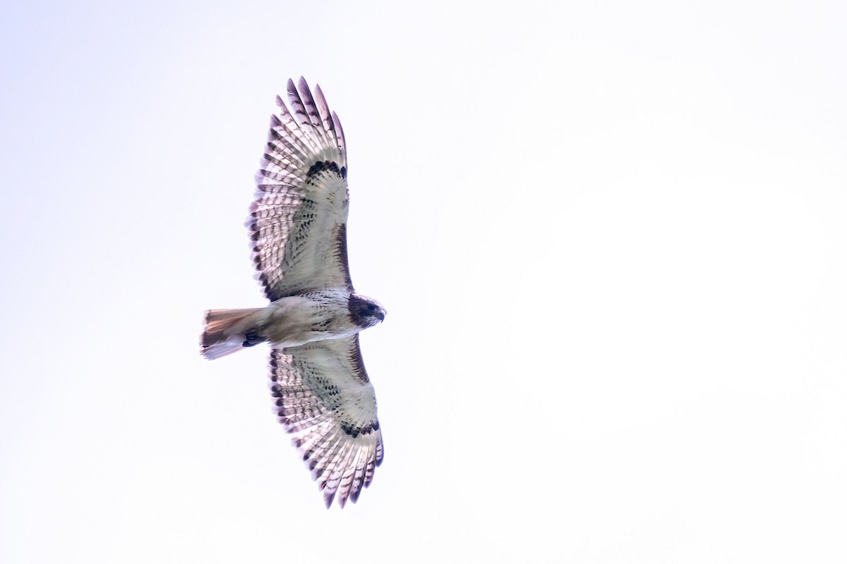 Red-tailed Hawk - James Hoagland