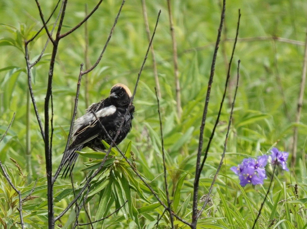 Bobolink - Deanna Young