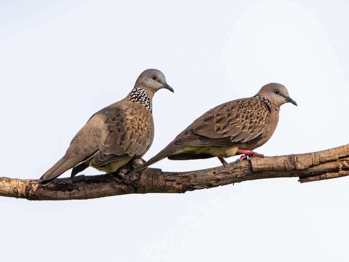 Spotted Dove - Michael Sanders