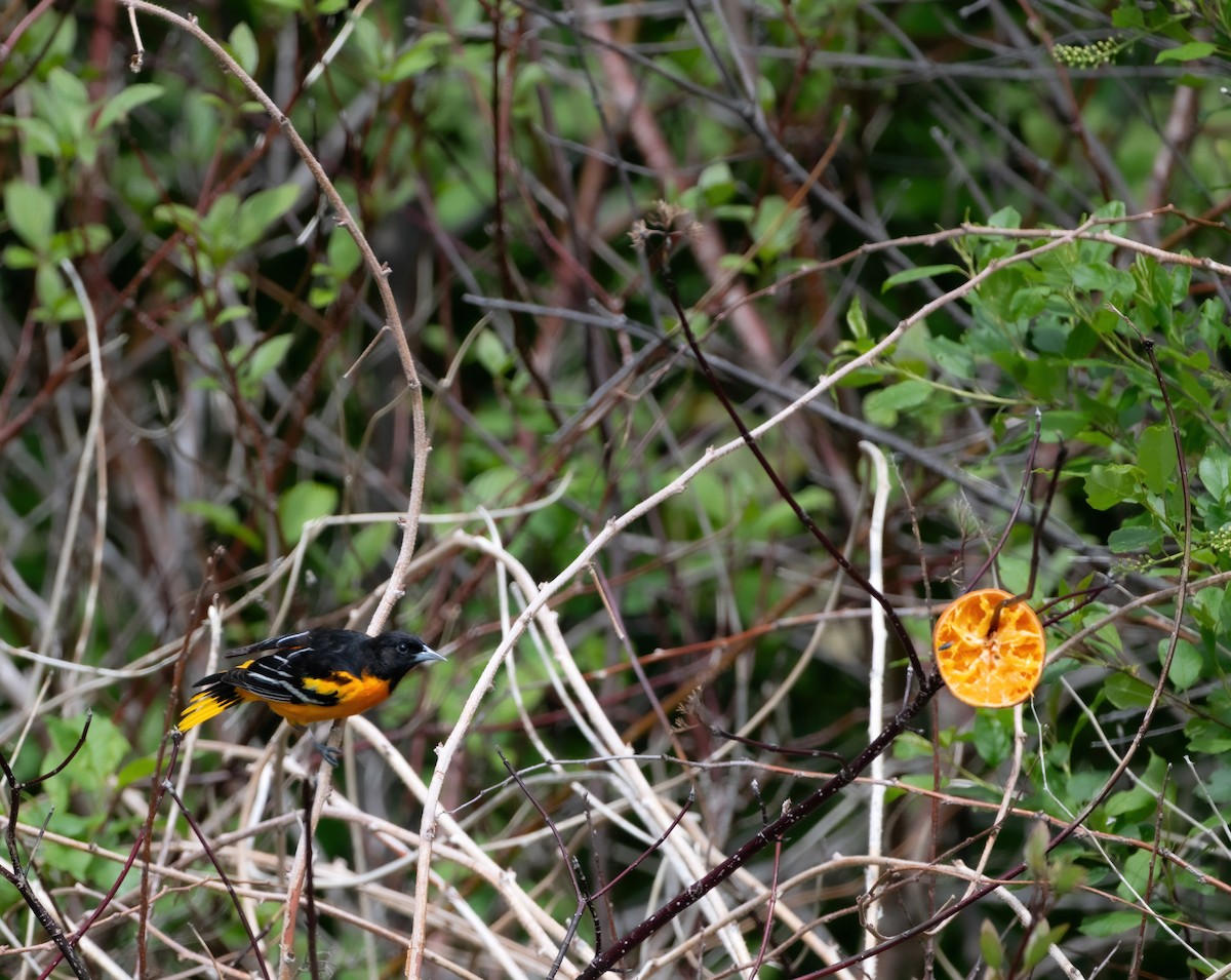 Baltimore Oriole - Christine Pelletier et (Claude St-Pierre , photos)