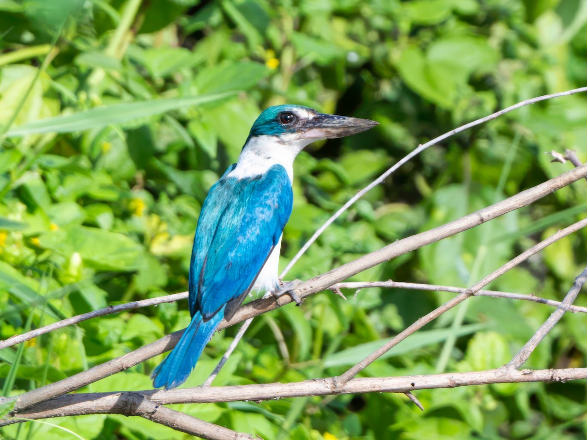 Collared Kingfisher - ML619653192