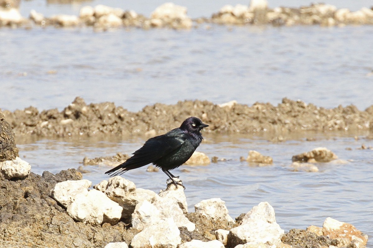 Brewer's Blackbird - Geoffrey A. Williamson