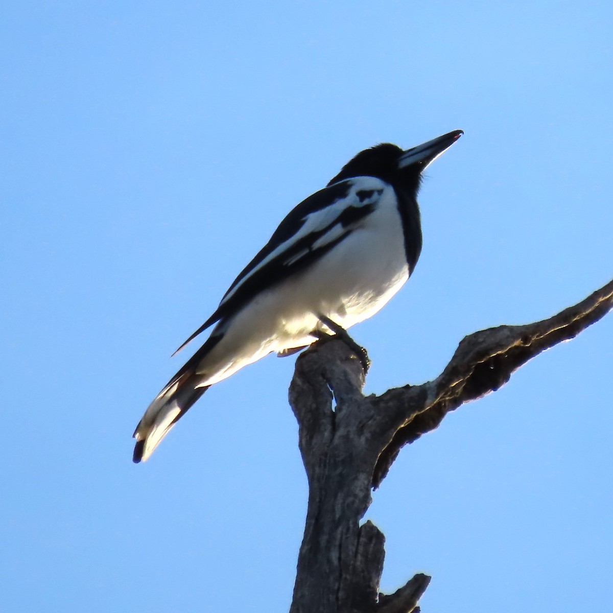 Pied Butcherbird - Sarah Chaplin