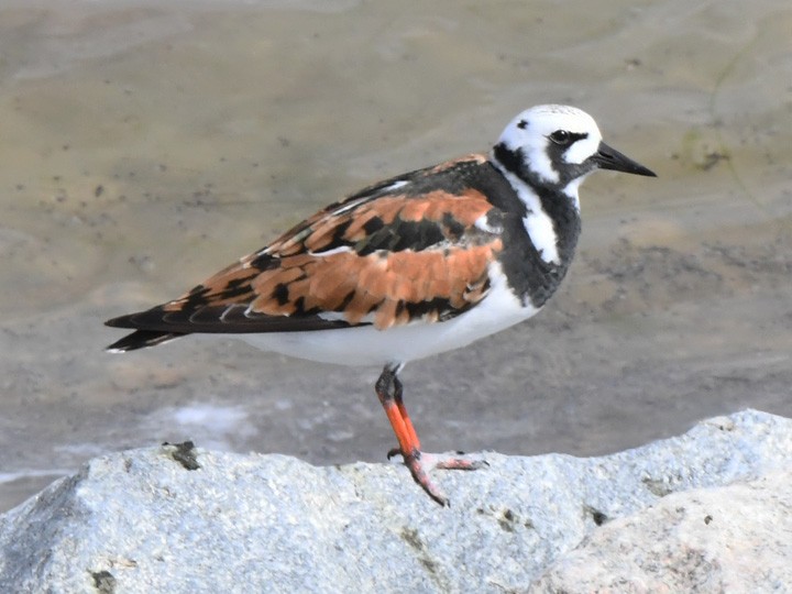 Ruddy Turnstone - ML619653200