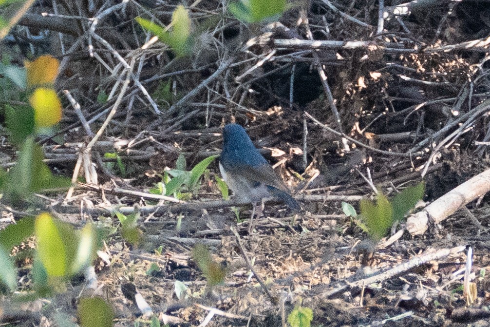 Siberian Blue Robin - ML619653203