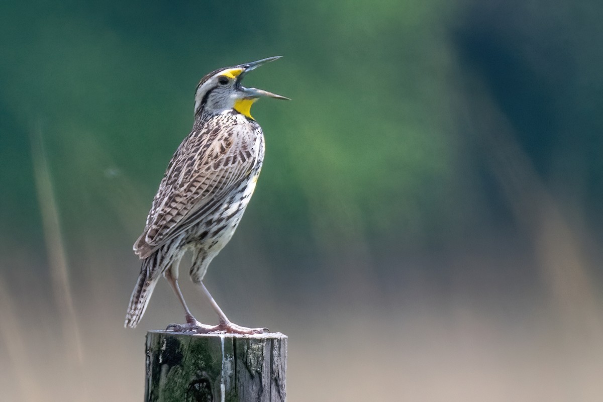 Eastern Meadowlark - James Hoagland