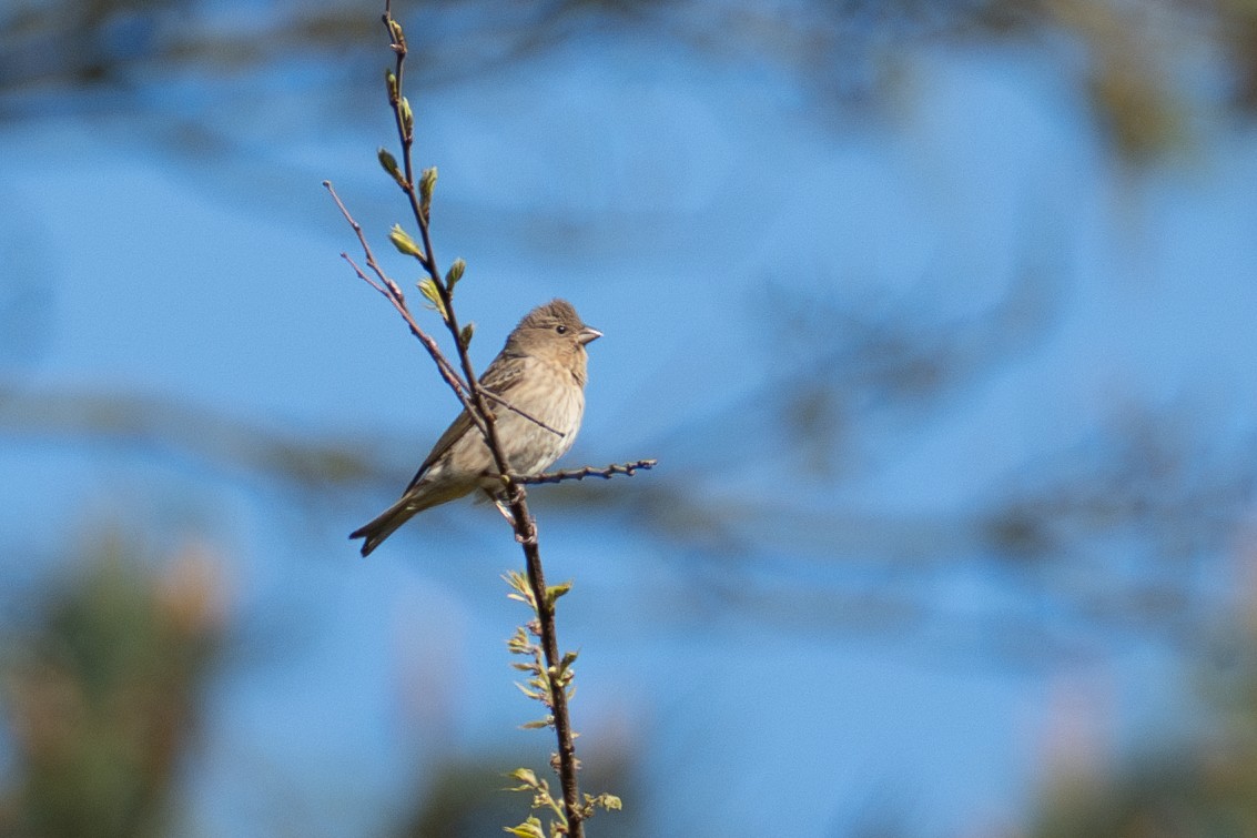 Common Rosefinch - Fran Kim