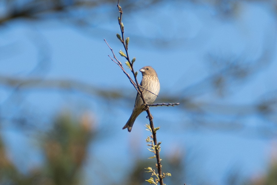 Common Rosefinch - Fran Kim