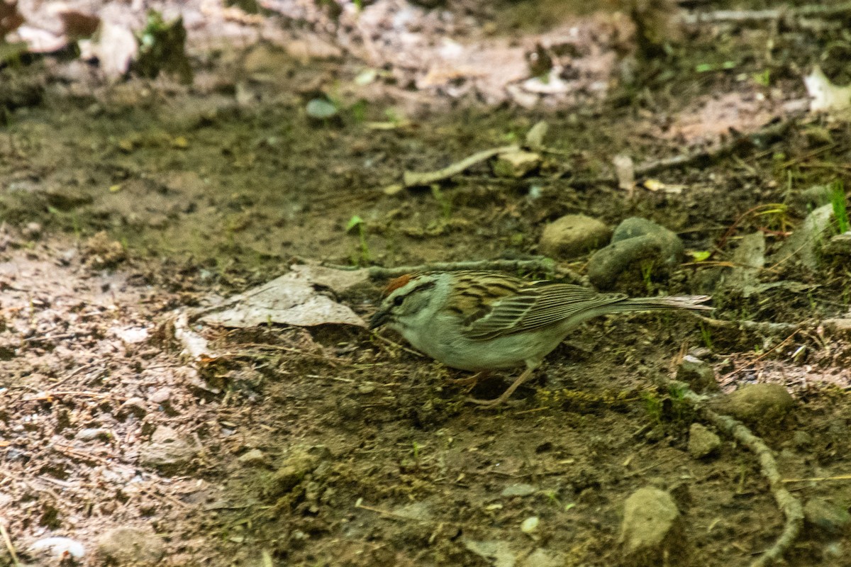 Chipping Sparrow - Joshua  Vincent