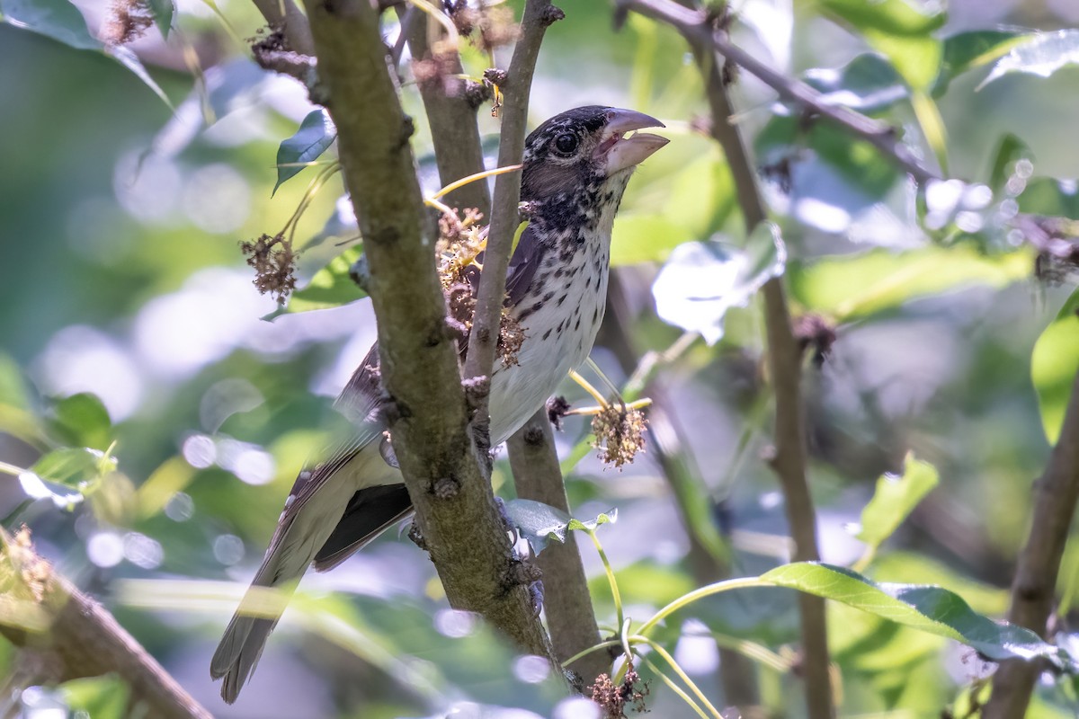 Rose-breasted Grosbeak - ML619653216