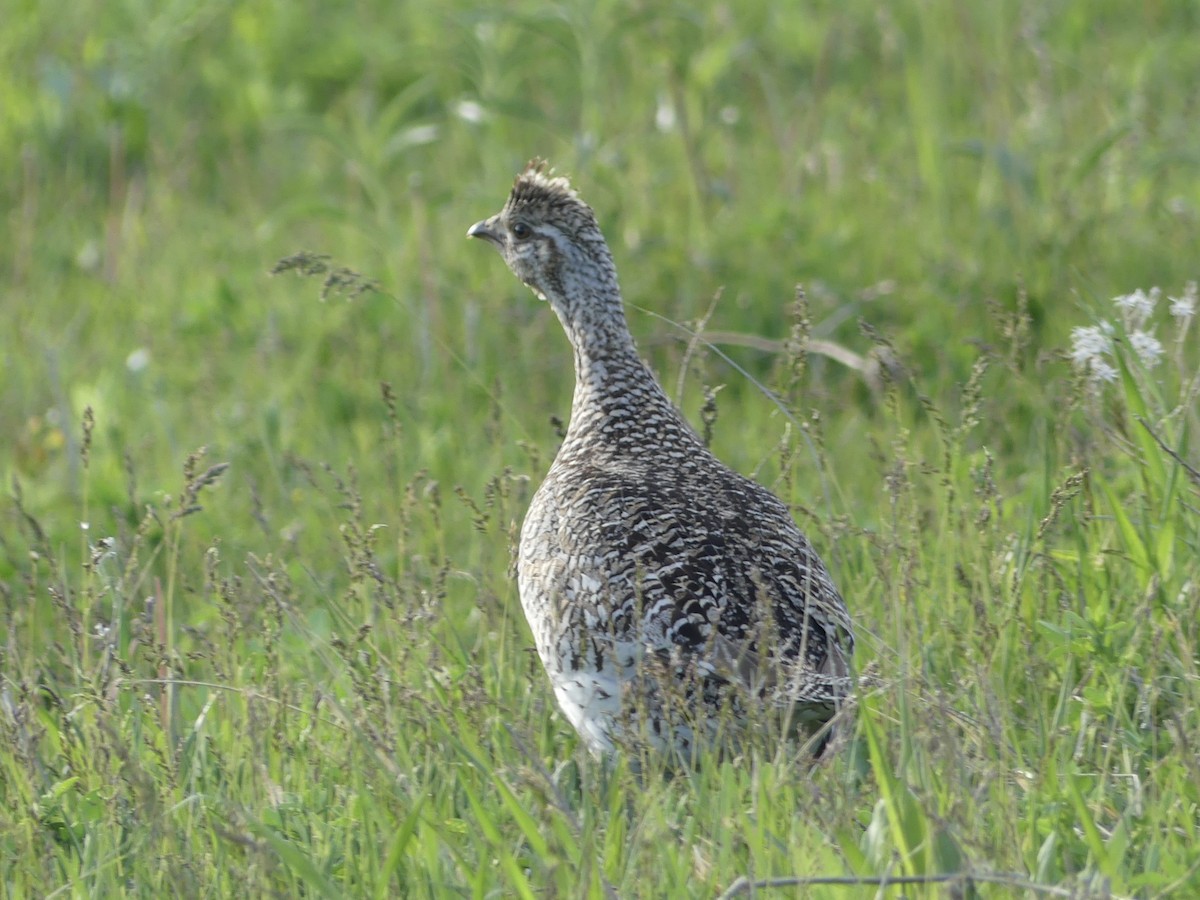 Sharp-tailed Grouse - Isabel Martinez