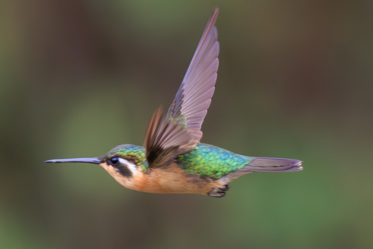 White-throated Mountain-gem - Norman Graf