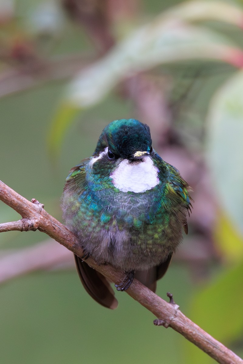 White-throated Mountain-gem - Norman Graf