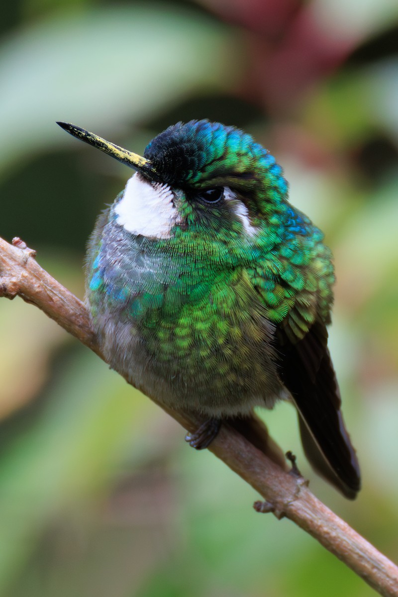 White-throated Mountain-gem - Norman Graf