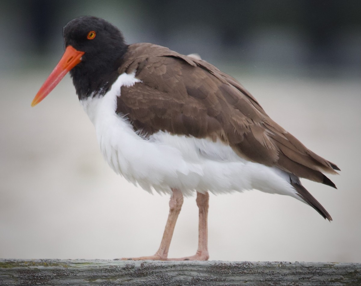 American Oystercatcher - Douglas Baird