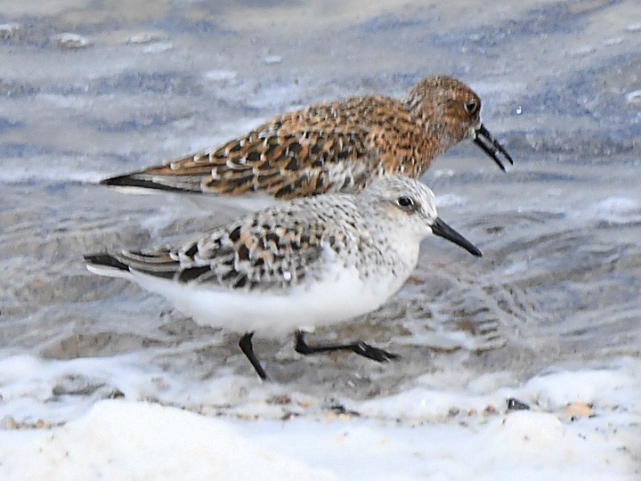 Bécasseau sanderling - ML619653236