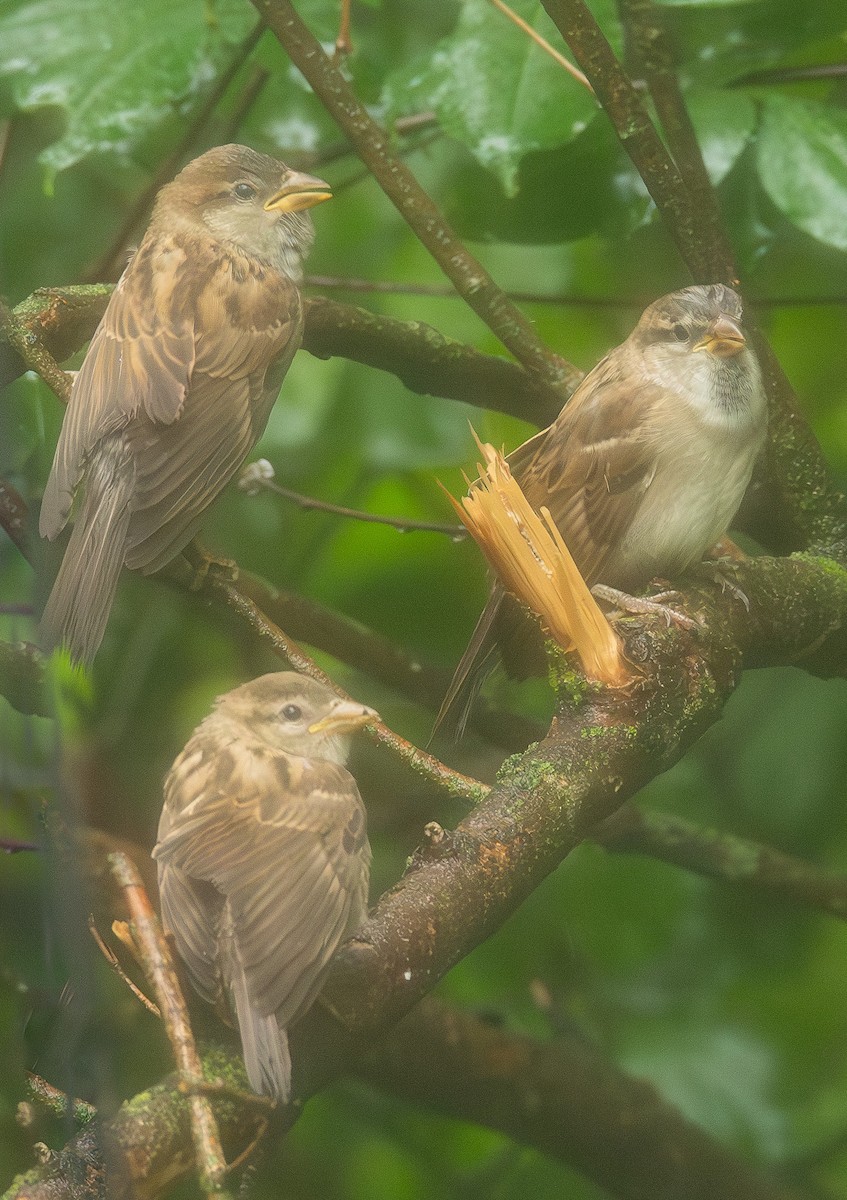 House Sparrow - Andrew Zaleiski