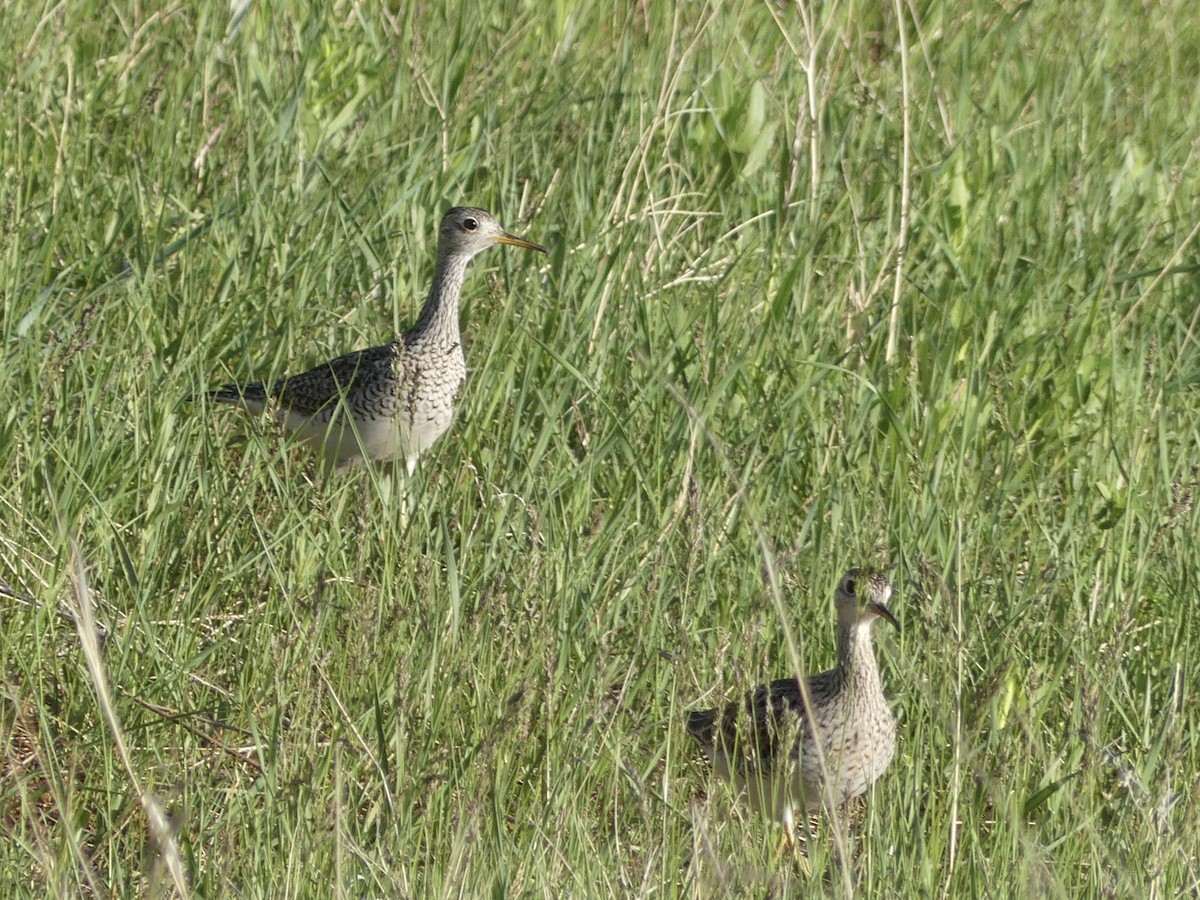 Upland Sandpiper - Isabel Martinez