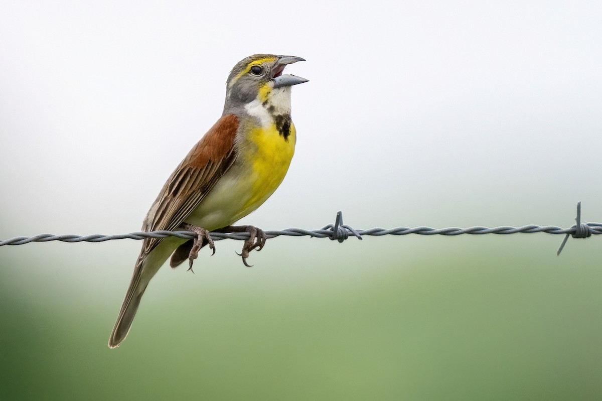 Dickcissel - James Hoagland