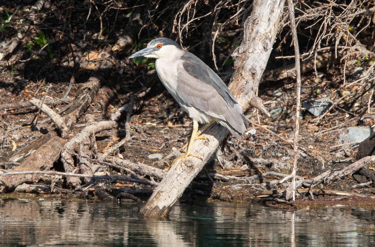 Black-crowned Night Heron - John Scharpen