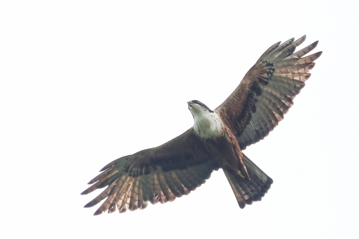 Rufous-bellied Eagle - Vikram S