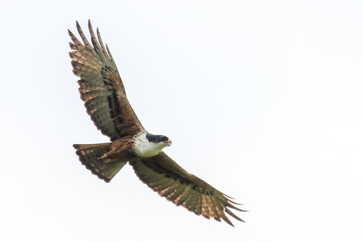 Rufous-bellied Eagle - Vikram S