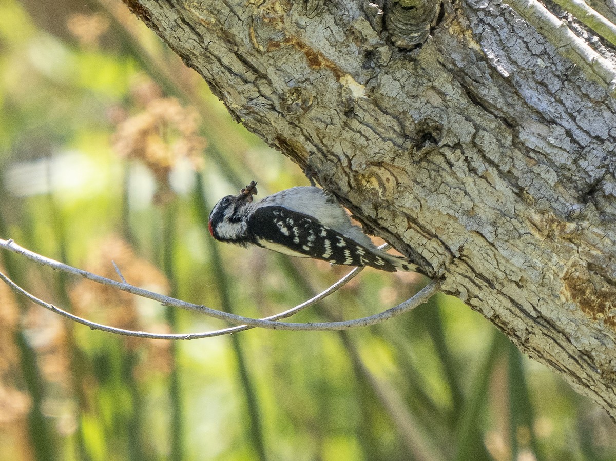 Downy Woodpecker - Steven Hunter