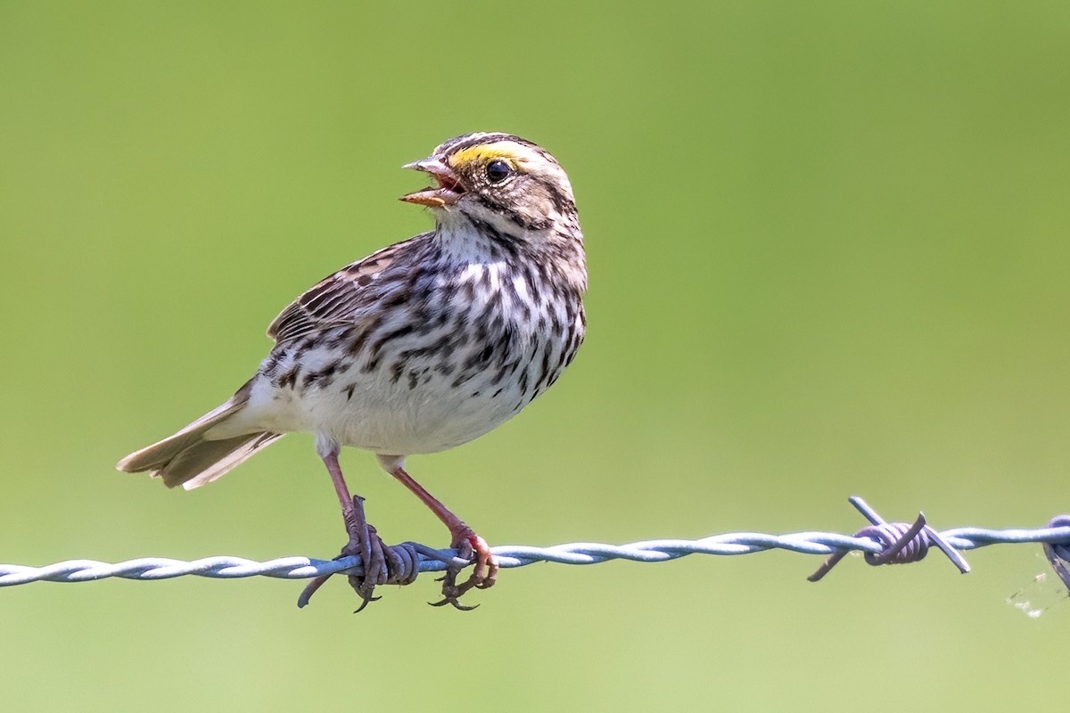 Savannah Sparrow - James Hoagland