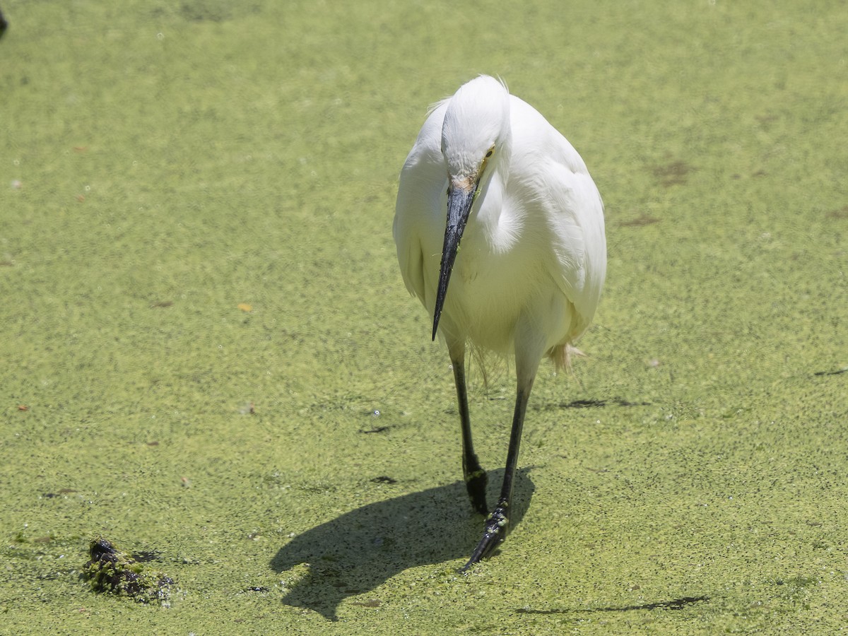 Snowy Egret - Steven Hunter