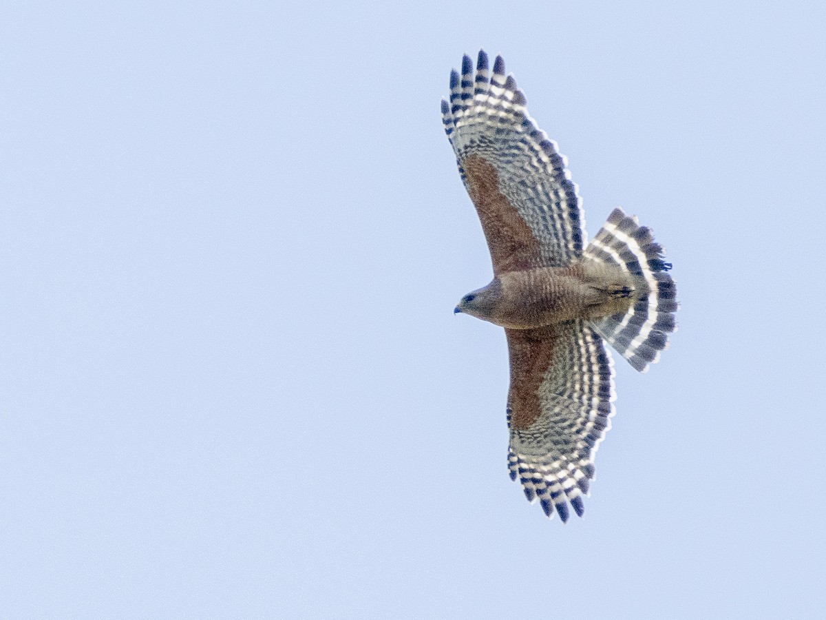 Red-shouldered Hawk - Steven Hunter