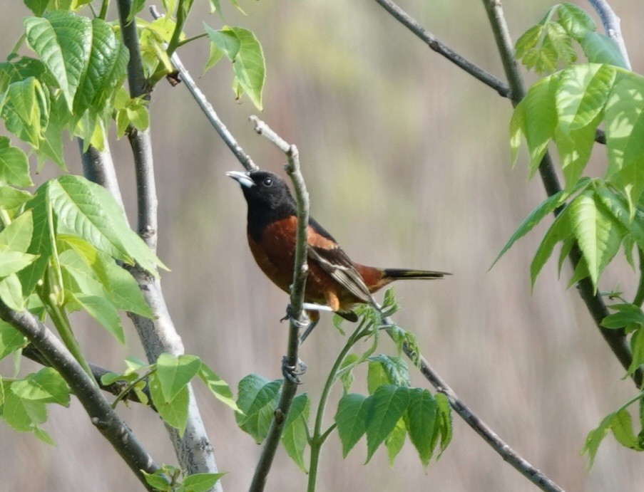 Orchard Oriole - ML619653271