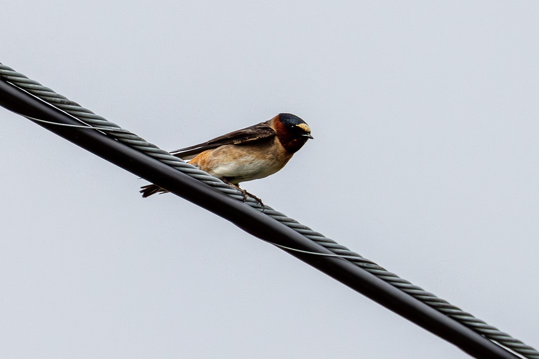 Cliff Swallow - Sheri Minardi