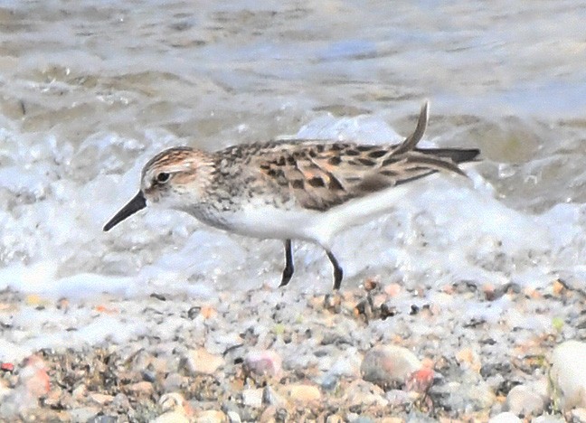 Semipalmated Sandpiper - ML619653277