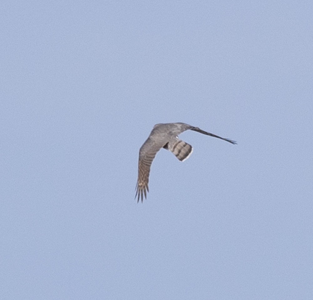 Cooper's Hawk - Carl & Judi Manning