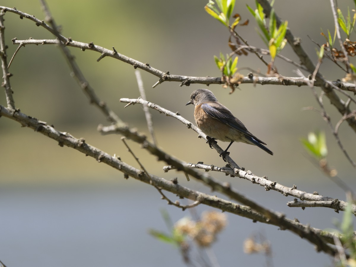 Western Bluebird - Steven Hunter