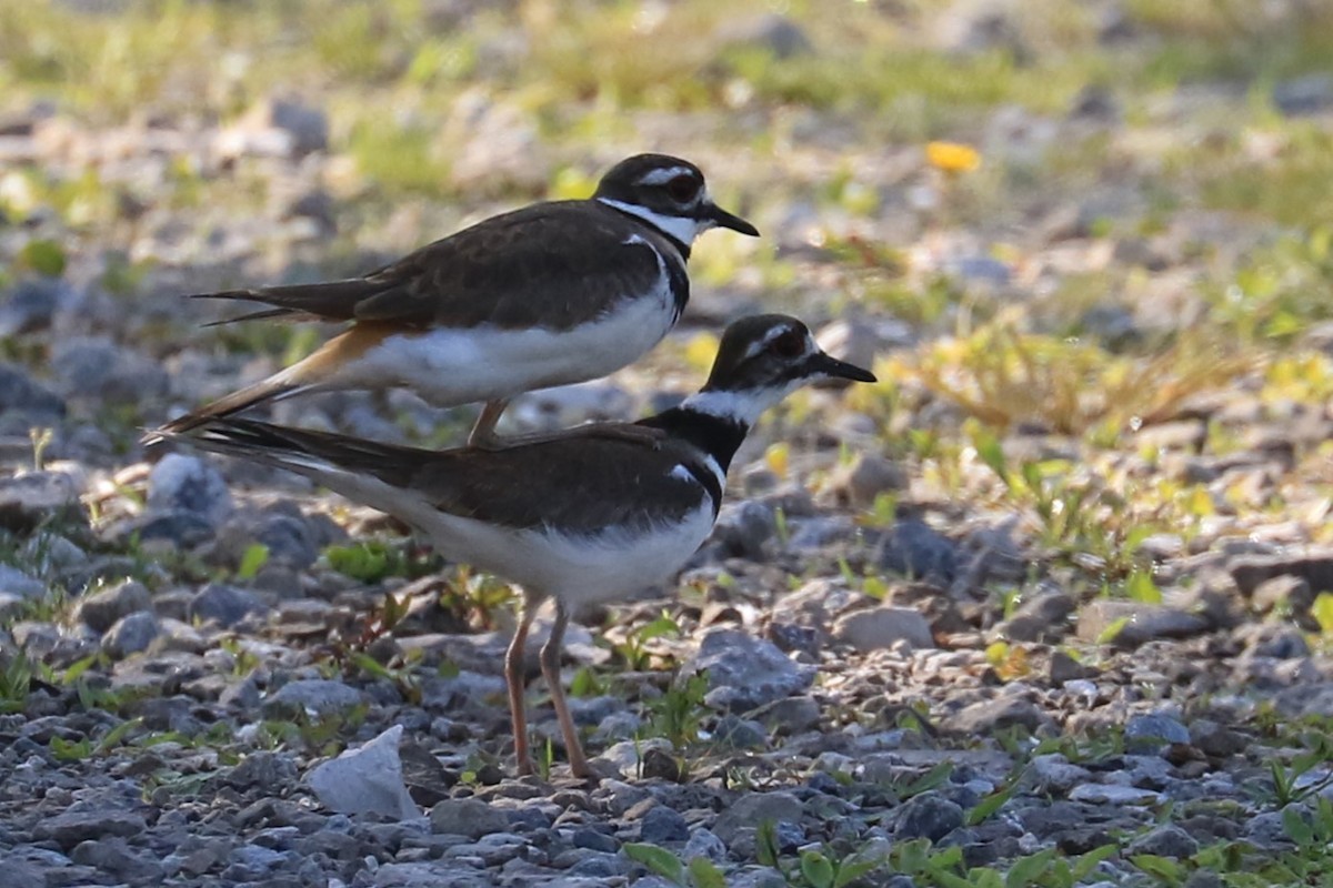 Killdeer - Jennifer Allison